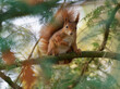 Eurasisches Eichhörnchen, Eichhörnchen, Eichkater, Sciurus vulgaris