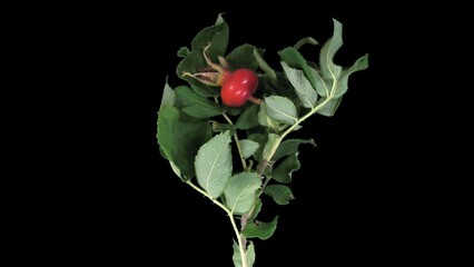 Wall Mural - Time lapse of drying Rosa Rubiginosa (sweet briar, sweet brier or eglantine) branch with red berries with ALPHA transparency channel isolated on black background
