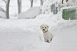 © icarmen13 - Portrait Of A White Bichon Maltese In Winter