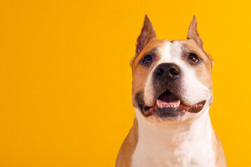 Canvas Print - american staffordshire terrier on yellow background