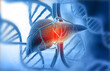 Human liver anatomy on scientific background. Digital 3d illustration..