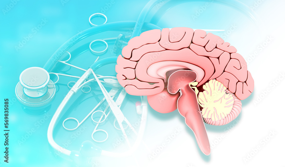 Human brain cross section. 3d illustration.. Stock Illustration | Adobe ...