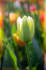 Wall Mural - Blooming beautiful colorful tulips flower in spring time