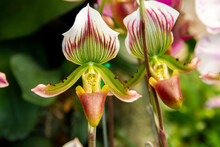 Green  Red   And White Flower, Flower Of Exotic Orchid Venus Slipper (Paphiopedilum Insigne F. Sanderae)