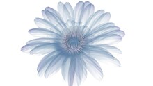 X-ray Gerbera Flower Blooming, Opening To Full On White Background.