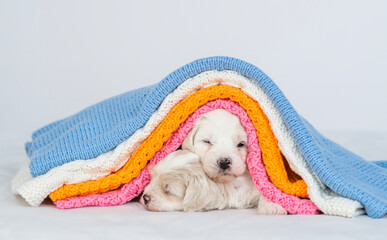 Aufkleber - Two cute Bichon Frise puppies sleep together under stack of warm plaids in cold autumn or winter weather