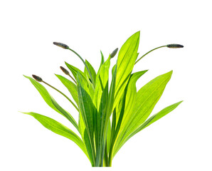 Wall Mural - Plantago Lanceolata medicinal herbal plant isolated on transparent background, png