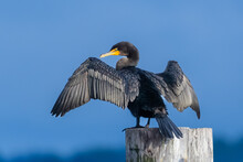 Double-crested Cormorant Perched On A Wooden Post, British Columbia, Canada
