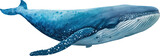Big whale illustration. White isolation. 