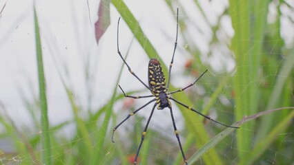 the spider is on its web