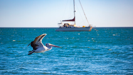 Wall Mural - Beautiful large australian pelican flying low over Turquiose bay in Cape Range National Park, Western Australia