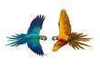 Colorful parrots flying isolated on transparent background png file. High quality instant download parrot png 