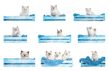 Set Of Ragdoll Cat Poses Collection Isolated On Transparent Background