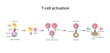 T-Cell activation diagram, helper T-cell and cytotoxic T-cell vector illustration