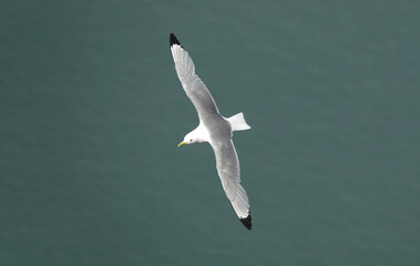 Wall Mural - A high angle view of a kittiwake seabird in flight above the ocean. 