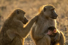 Close-up Of Baboon Grooming Another With Baby