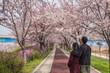 © Noppasinw - Spring pink cherry blossom tree and walk path in Busan, South Korea with love couple