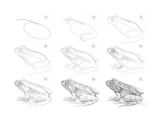 Wall Mural - page shows how to learn to draw sketch of realistic frog. pencil drawing lessons. educational page f