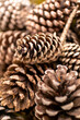 Pile of dry seedless pine cones and some open ones.