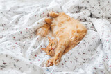 Fototapeta Koty - Cute ginger cat sleeps in bed. Fluffy pet lies belly up on white linen. Comfort place for domestic animal to relax.