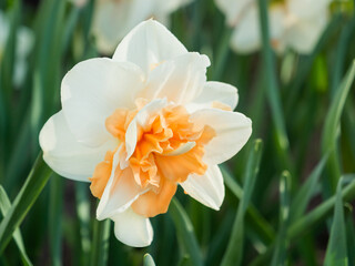 Wall Mural - Natural spring background with blooming Narcissus or Daffodil. Beautiful flower in bloom among green leaves.