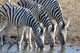 Fototapeta Sawanna - Zebras are drinking water at a waterhole, Etosha NP