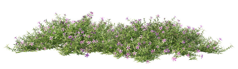 Wall Mural - Flowers and shrubs in the garden on a transparent background.