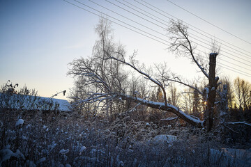 Wall Mural - Village house in winter snow scene. A snow covered tree with snow drifts at a village house in winter