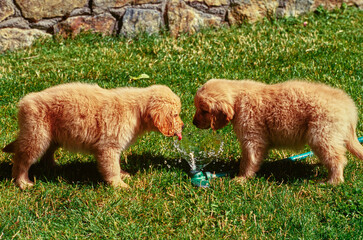 Two golden retriever puppies standing in backyard drinking from running water hose