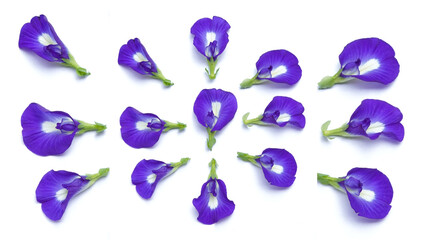 Close up fresh butterfly pea flower or blue pea, bluebellvine ,cordofan pea, bunga telang.telang