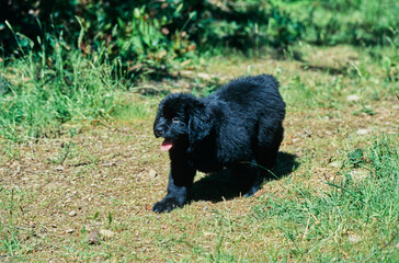 Black Newfoundland puppy walking through field on sunny day