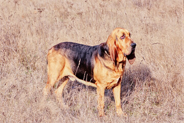 Bloodhound in tall grass