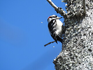 Wall Mural - A downy woodpecker pecking at a tree trunk in a wildlife refuge located on the Albemarle Peninsula, Eastern North Carolina.