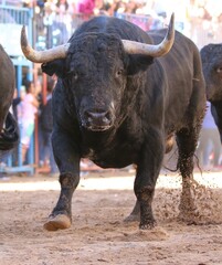 Wall Mural - bull in the bullring in spain	