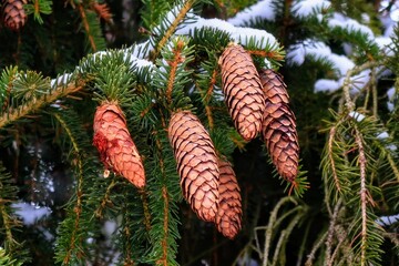 Wall Mural - christmas tree branches