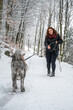 Woman with brown curly hair is having an argument with her gray colored akita inu dog, pulls on the leash, rear view of the dog in the forest during winter with lots of snow