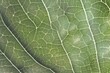 © m - green leaf texture