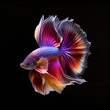 © NelsonCharette Media - Beautiful colors'Betta Fighting Fish' capture the moving moment beautiful of betta siam  fish in Thailand on a Black backgroundgenerative ai