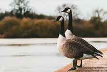 Canadian Geese Overlooking Body Of Water