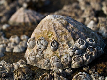 Limpet Covered With Barnacles - Close-up