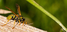 European Paper Wasp (Polistes Dominula)