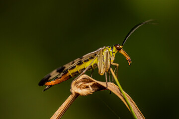 A female scorpion fly - mecoptera