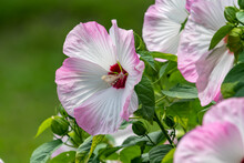 Large Flowers Of Rose Mallow