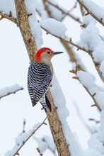 Red Bellied Woodpecker Perched On Snow Covered Tree Branch After Winter Storm
