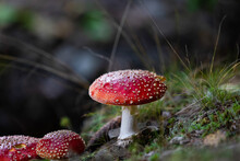 Fly Agaric Or Amanita Muscaria Mushrooms Fungi With Dark Blur Forest Background 