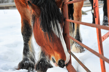 Wall Mural - Chestnut colored Clydesdale male horse against rustic metal fence in snow covered pasture