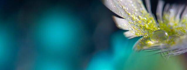 Wall Mural - feather with rain drops and little glass glitters - beautiful macro photography