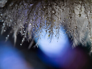 Wall Mural - feather with rain drops and little glass glitters - beautiful macro photography