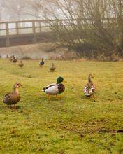 Ducks In Search Of Bread