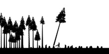 Clear Cutting Forests, Use Or Abuse Of Natural Resources Is The Topic Of This Illustration. Silhouetted Trees, One Being Cut Down Are Pictured Next To Numerous Tree Stumps.